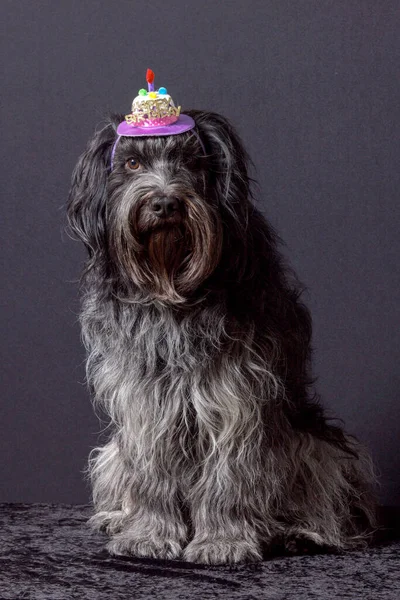 Schapendoes Cão Pastor Holandês Chapéu Aniversário Feliz Cabeça — Fotografia de Stock