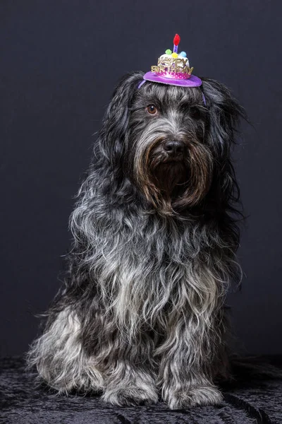 Schapendo 荷兰牧羊犬 头上戴上生日快乐帽 — 图库照片