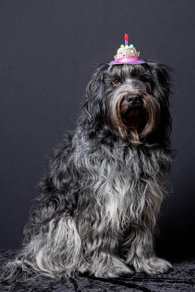 Schapendo Holländska Sheepdog Grattis Födelsedagen Hatt Huvudet — Stockfoto
