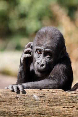 Close up shot of a cute young western Lowland Gorilla
