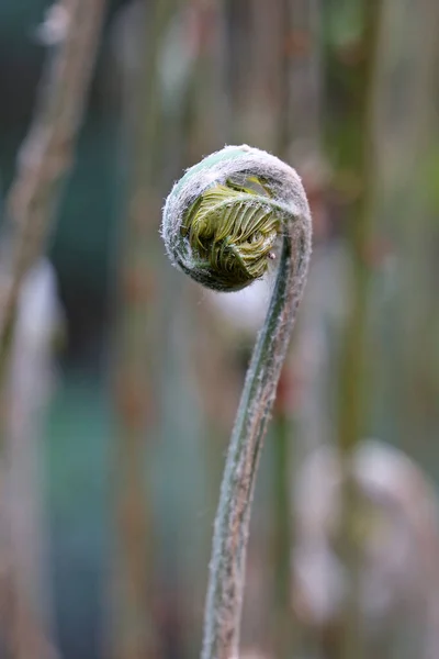 Closeup Green Ferns Polypodiopsida Blurred Background — Stock Photo, Image