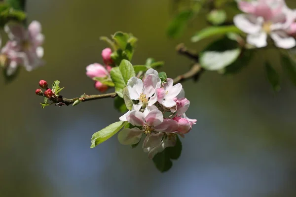 사과나무의 꽃피는 가지를 클로즈업하는 — 스톡 사진