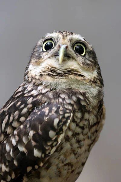 Burrowing Owl Athene Cunicularia Detailní Záběr Rozmazaném Pozadí — Stock fotografie