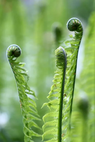 Detailní Záběr Zelených Kapradin Polypodiopsida Rozmazaném Pozadí — Stock fotografie