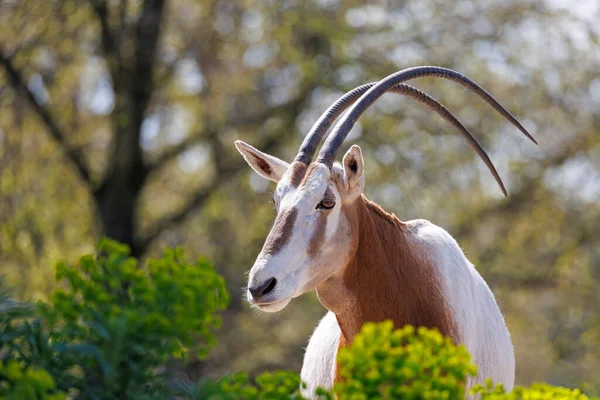 Scimitar Oryx Oryx Dammah Também Conhecido Como Órix Chifre Cimitarra — Fotografia de Stock