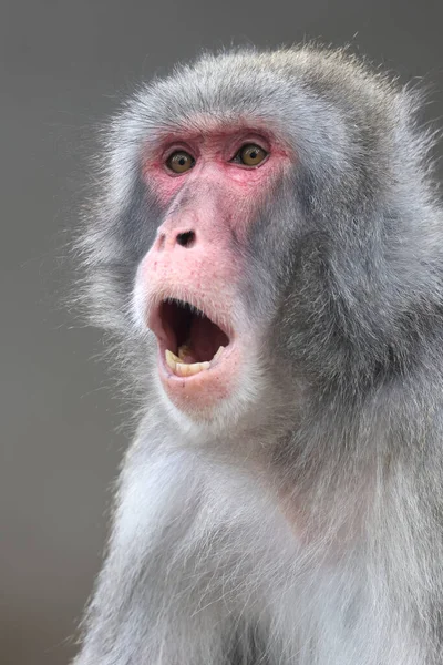 Vista Cerca Macaco Japonés Macaca Fuscata — Foto de Stock