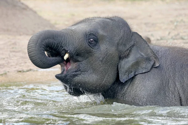 Een Indiase Olifant Elephas Maximus Indicus Het Water — Stockfoto