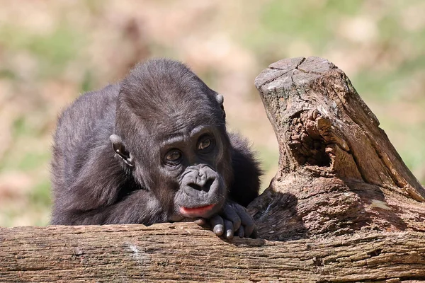 Κοντινό Πλάνο Ενός Χαριτωμένου Νεαρού Δυτικού Lowland Gorilla — Φωτογραφία Αρχείου