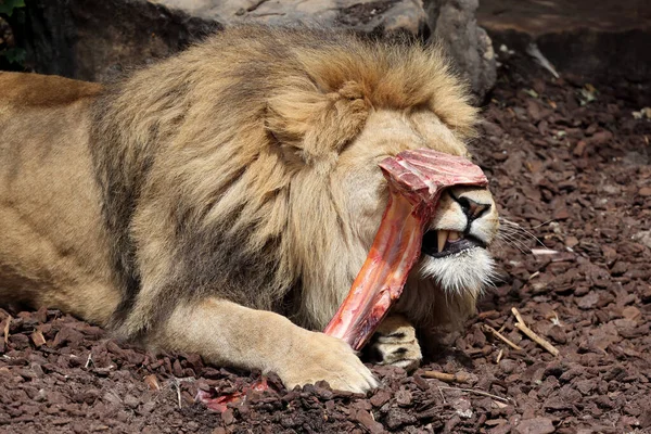 Funny Close Portrait Male Lion Panthera Leo — Photo
