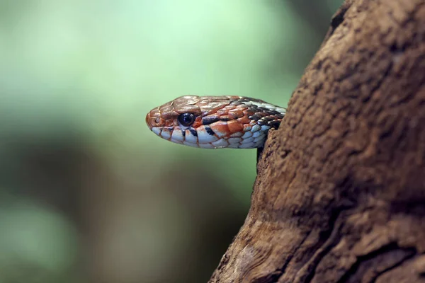 Fechar Cobra Escondido Atrás Árvore Fundo Borrado — Fotografia de Stock