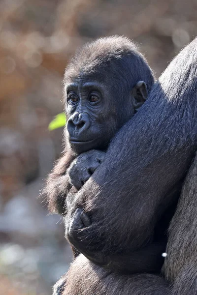 Közelkép Egy Aranyos Fiatal Nyugati Lowland Gorilláról — Stock Fotó