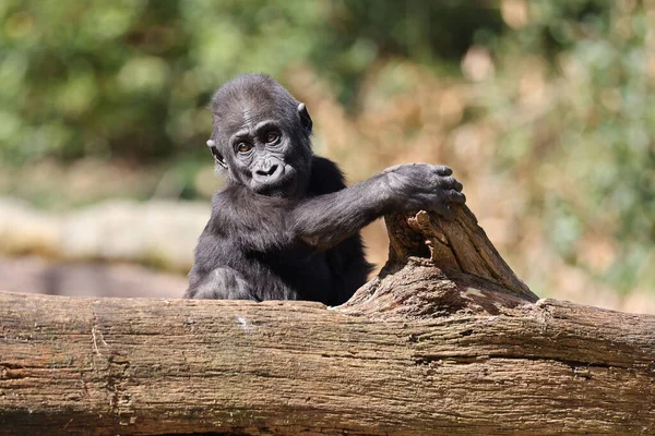 Close Tiro Bonito Jovem Ocidental Lowland Gorilla — Fotografia de Stock