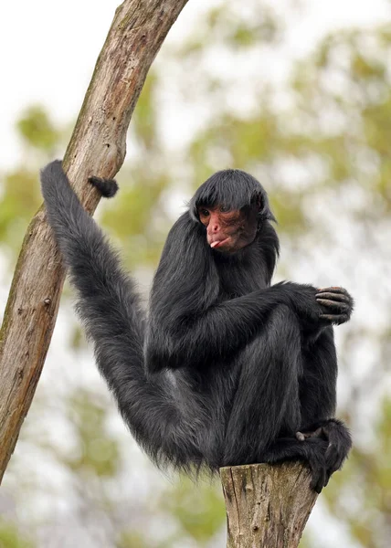 Red-faced spider monkey, Ateles paniscus, also known as the Guiana spider monkey or red-faced black spider monkey