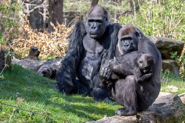 Close Shot Western Lowland Gorillas Family — Zdjęcie stockowe