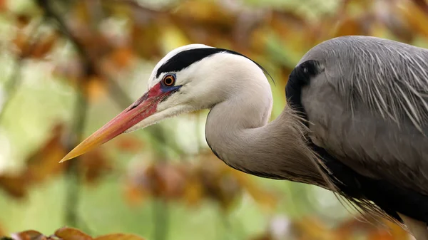 Güzel Grey Heron Ardea Cinerea Nın Yakın Görüntüsü Doğadaki Kuş — Stok fotoğraf