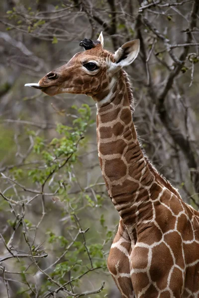 Closeup Cute Giraffe Baby Giraffa Camelopardalis Reticulata — Foto Stock