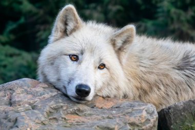 Hudson Körfezi Kurdu (Canis lupus hudsonicus) yeşil arka planlı