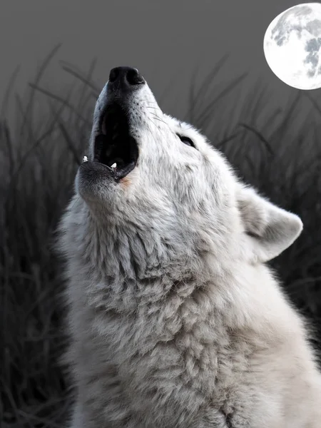 吼叫的哈德逊湾狼 Canis Lupus Hudsonicus — 图库照片