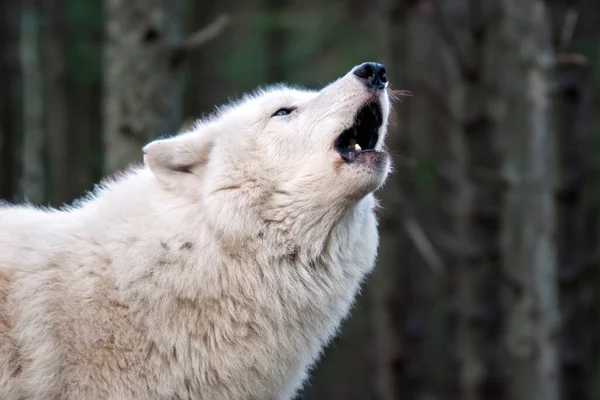 Howling Hudson Bay Wolf Canis Lupus Hudsonicus — Stockfoto