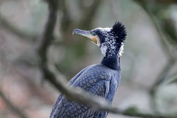 Büyük Karabatak Phalacrocorax Carbo Kuş — Stok fotoğraf