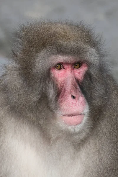 日本Macaque Macaca Fuscata 肖像画 — 图库照片