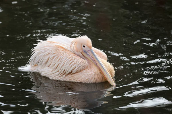 Pelecanus Onocrotalus Bird Water — Stok fotoğraf