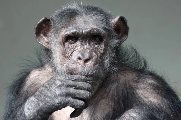 Chimpanzee Pan Troglodytes Portrait — стоковое фото