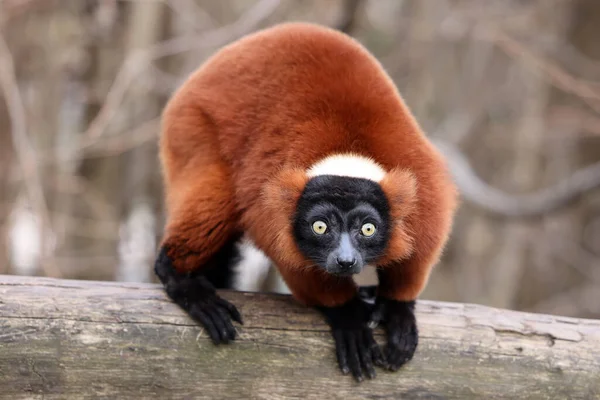 Rode Vari Lemur Varecia Rubra — Stockfoto