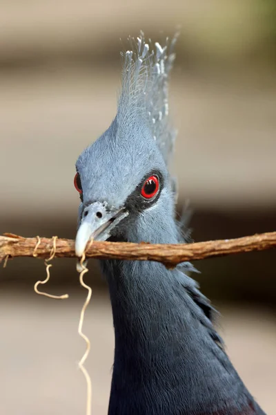 Victoria Taçlı Güvercin Goura Victoria Kuşu — Stok fotoğraf
