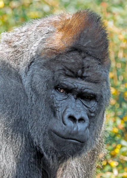 Nyugat Alföld Gorilla Silverback Gorilla Gorilla Gorilla — Stock Fotó