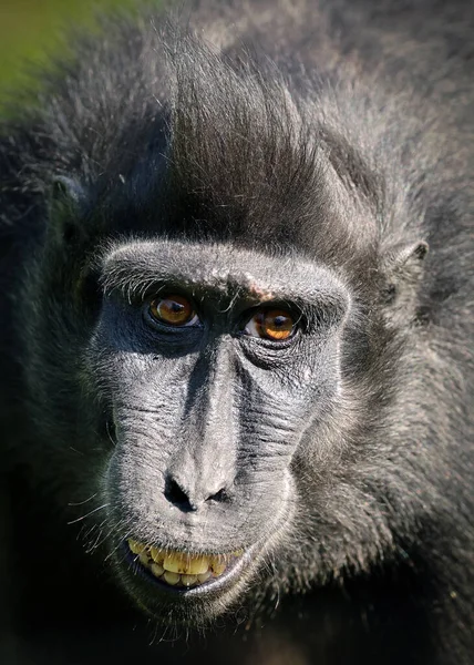 Crested Macaque Macaca Nigra — 图库照片