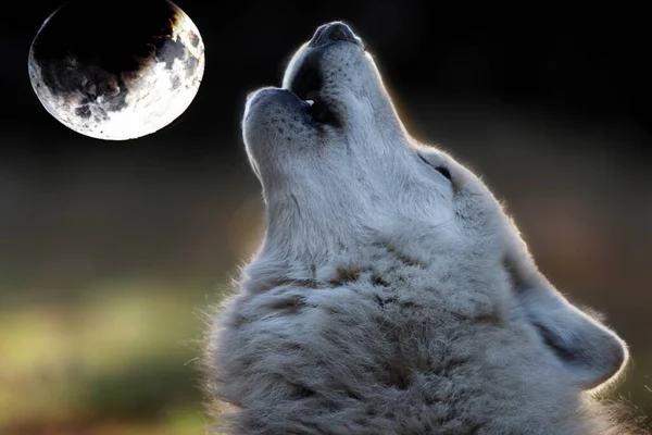 吼叫的哈德逊湾狼 Canis Lupus Hudsonicus — 图库照片