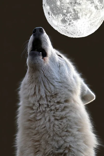 Howling Hudson Bay Wolf Canis Lupus Hudsonicus — Stock fotografie