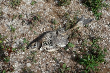 Hollanda 'daki Waal nehrinin taşkın ovalarında su seviyesi düşük olduğu için ölü balıklar.