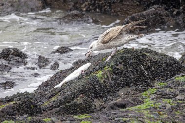 Juvenile Ringa Martı, Hollanda, Ijmuiden İskelesi 'nde ölü bir balık yiyor.