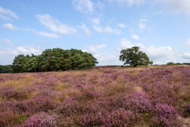 Hollanda, Blaricum 'daki Masa Dağı' nda çiçek açan sıcak bölge.