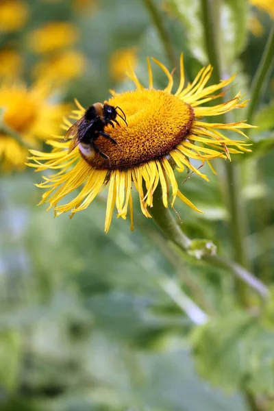 Biene Sammelt Pollen Von Gelben Blüten — Stockfoto