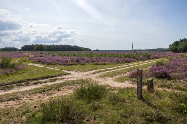 Kvetoucí Vřesoviště Stolové Hoře Blaricu Nizozemsko — Stock fotografie