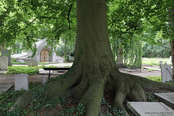 Cimetière Utrecht Pays Bas Avec Monuments Funéraires — Photo