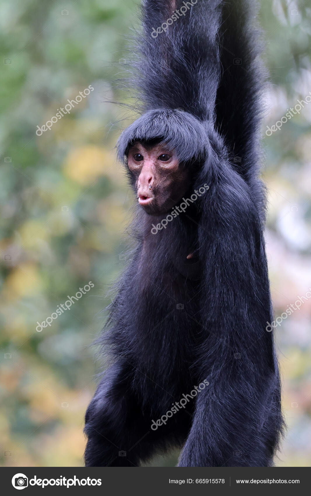 Macaco Aranha de Cara Vermelha / Red Faced Spider Monkey (Ateles