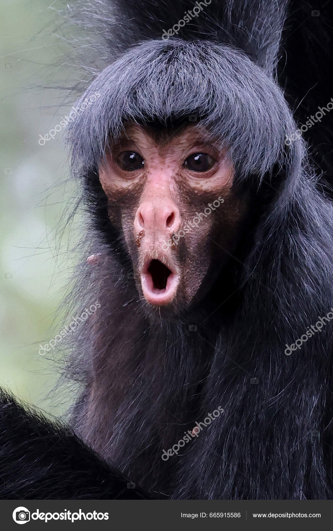 Macaco Aranha Preto - Ateles paniscus - Redfaced Spider Monkey