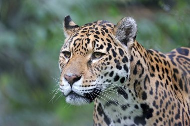 Bir Jaguar yakın yukarı (Panthera onca)