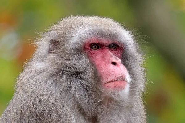 Zbliżenie Portret Japoński Macaque Macaca Fuscata — Zdjęcie stockowe