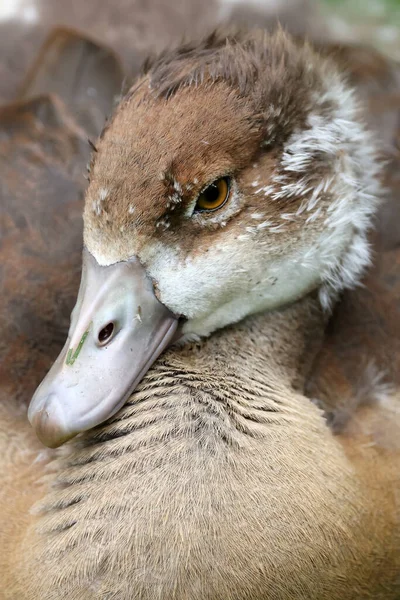 Dişi Bir Yaban Ördeğine Yaklaş — Stok fotoğraf