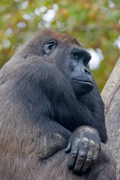 Western Lowland Gorilla Kamerába Néz Miközben Erdőben Fán — Stock Fotó