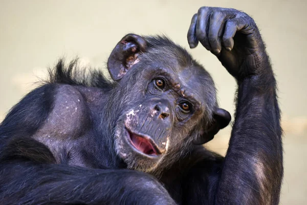 Şempanze Primat Portresi Pan Trogloditleri — Stok fotoğraf