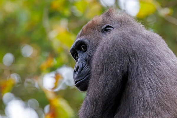 Western Lowland Gorilla Mirando Cámara Mientras Está Sentado Árbol Bosque —  Fotos de Stock