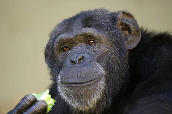Chimpansee Primaat Etende Salade Pan Troglodieten — Stockfoto