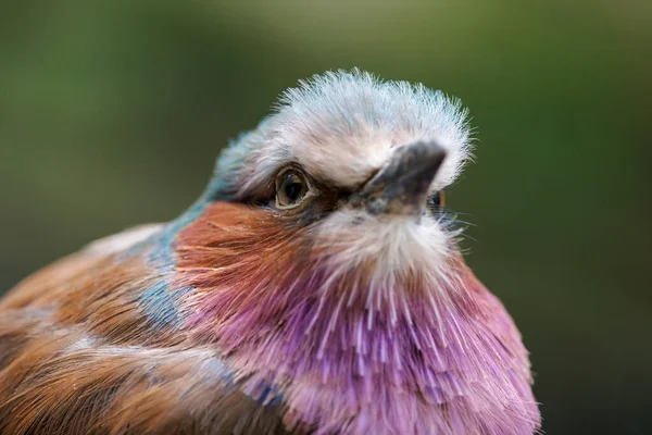 Lilac Breasted Roller Coracias Caudatus Close Bird Photo — Stock Photo, Image