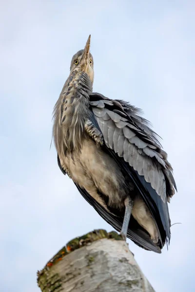 Ağaç Gövdesindeki Gri Balıkçıl Kuşu Ardea Cinerea — Stok fotoğraf